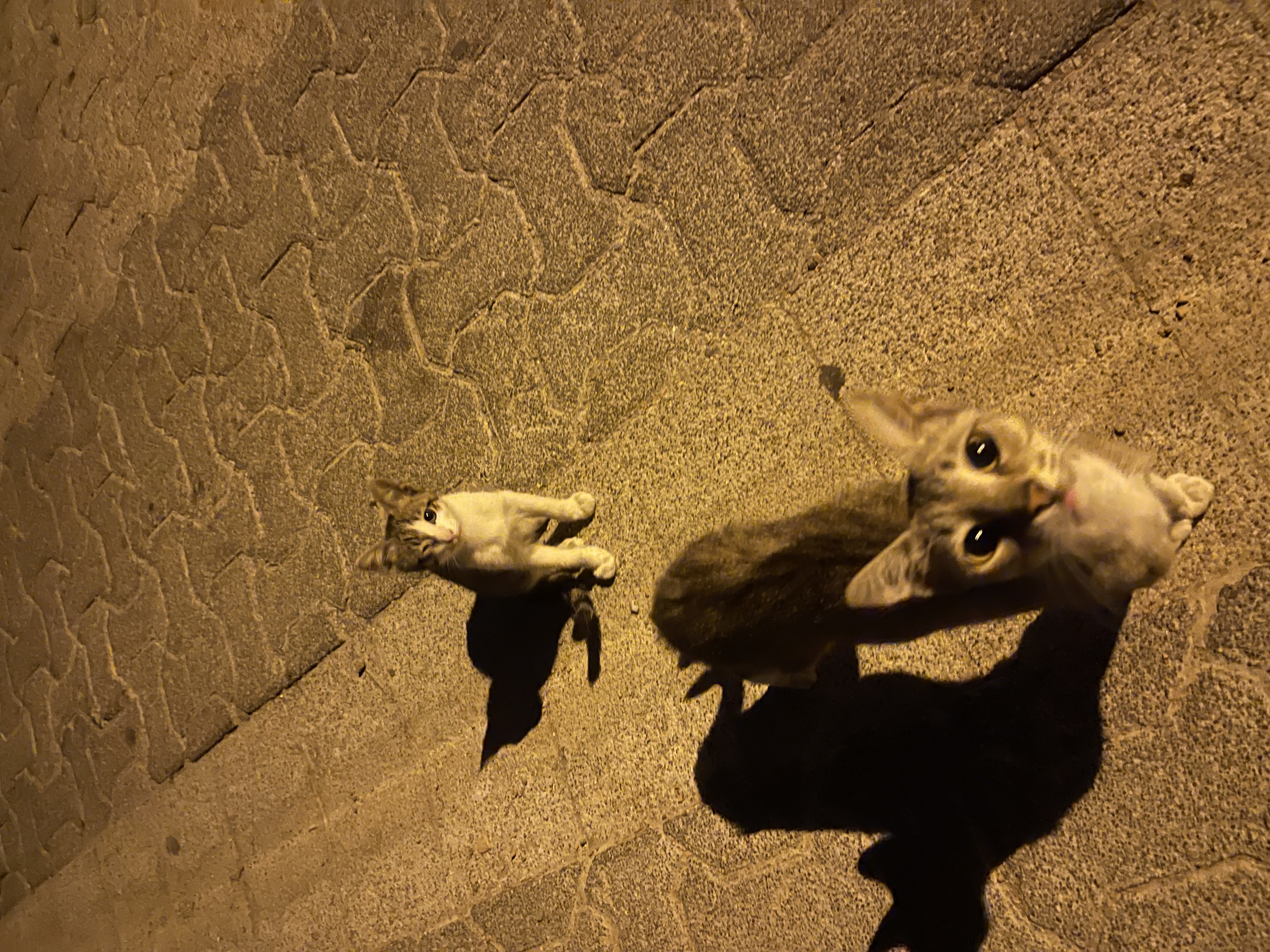 Cats