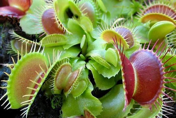 Carnivorous Plants