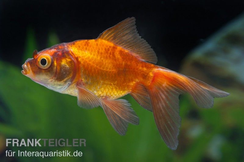 Wszystkie odmiany barwne złotych rybek (Carassius auratus) (PL) i wielkosci akwarium dla nich
