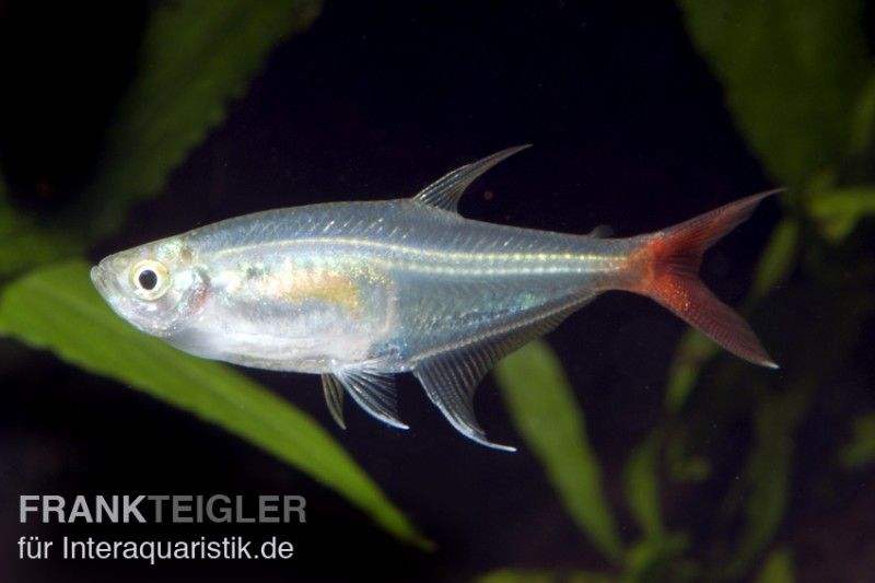 Wszystkie Afrykańskie "Salmler" (mozna przetlumaczyc jako Tetry) i wielkosci akwarium dla nich