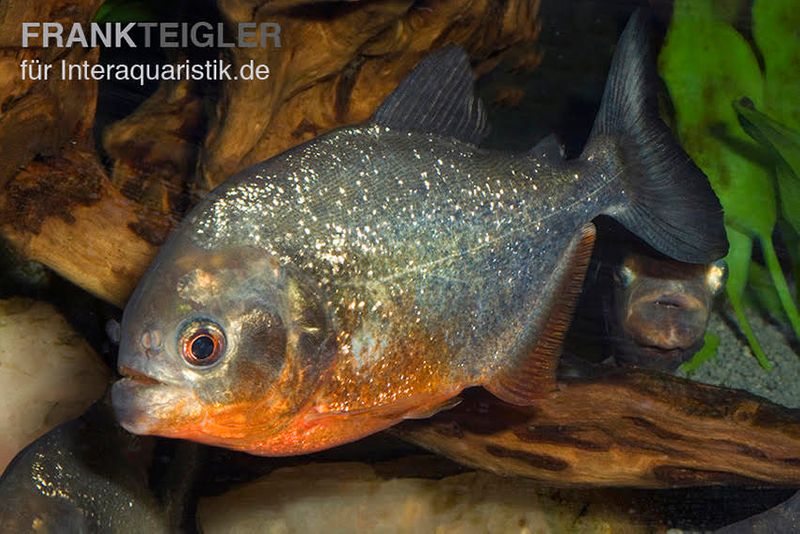 Wszystkie Południowo-Amerykańskie "Salmler" (mozna przetlumaczyc jako Tetry) i wielkosci akwarium dla nich