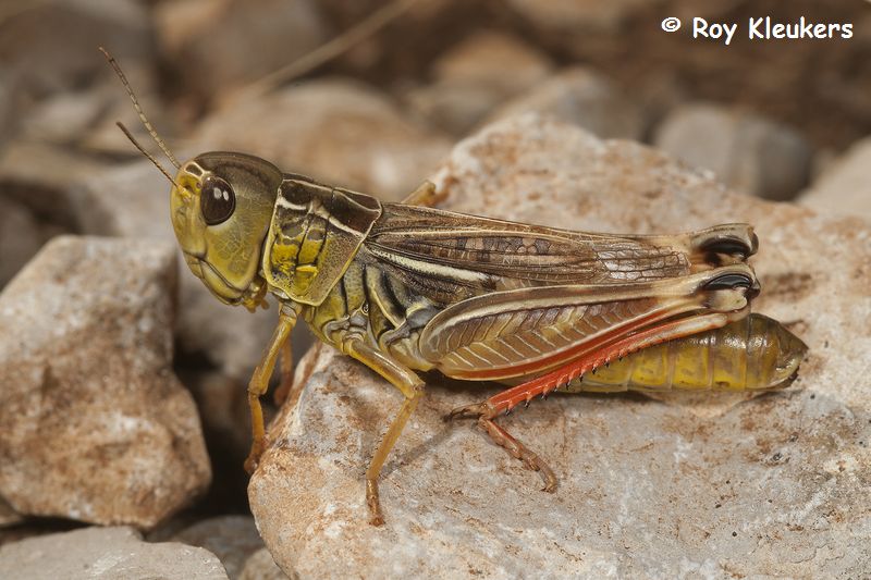 Orthoptera, crickets, grasshoppers, locusts, etc.