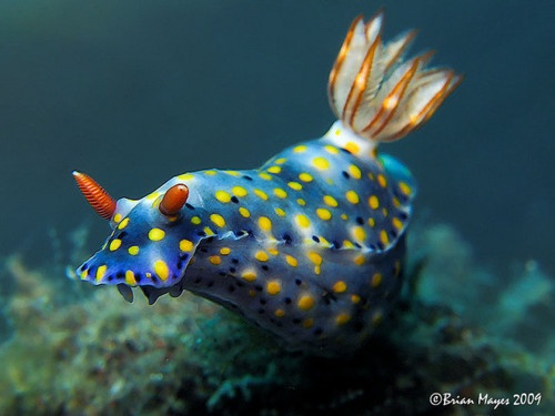 Sea Snails