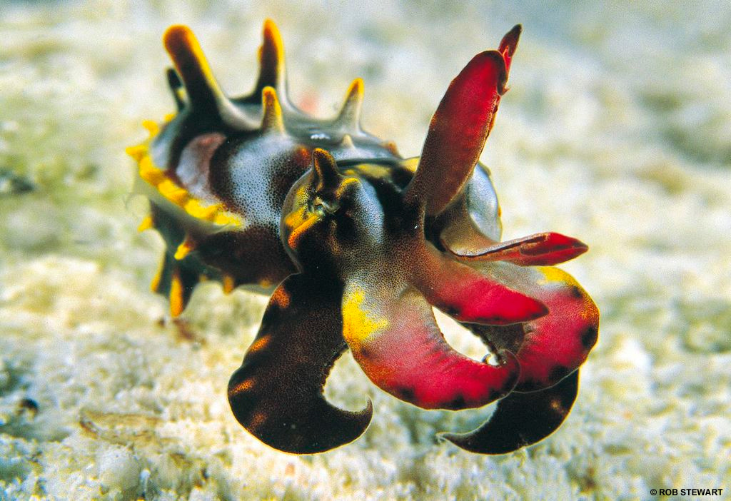 64 cephalopods