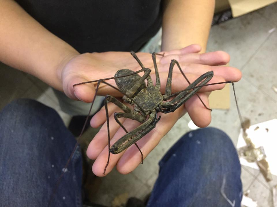 Amblypygi - 64 of them