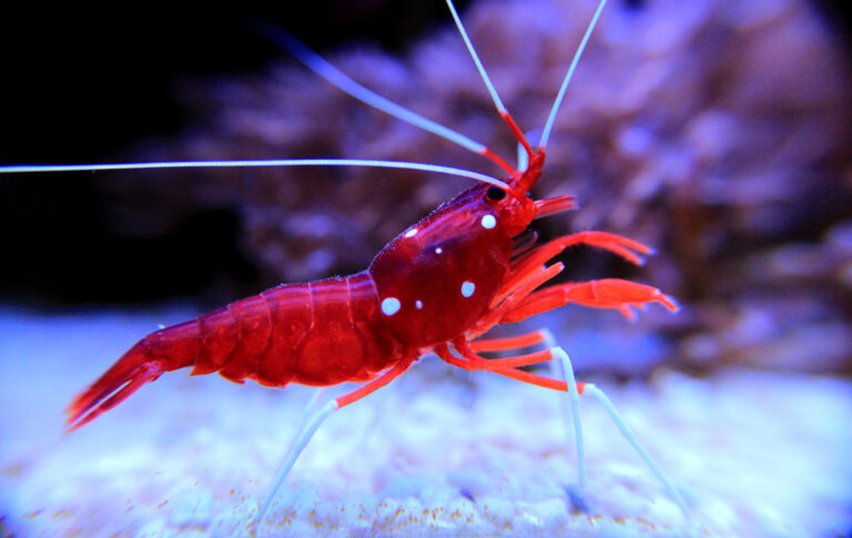 Shrimps (Caridea)