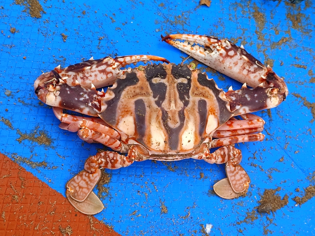 64 Crabs (Brachyura)