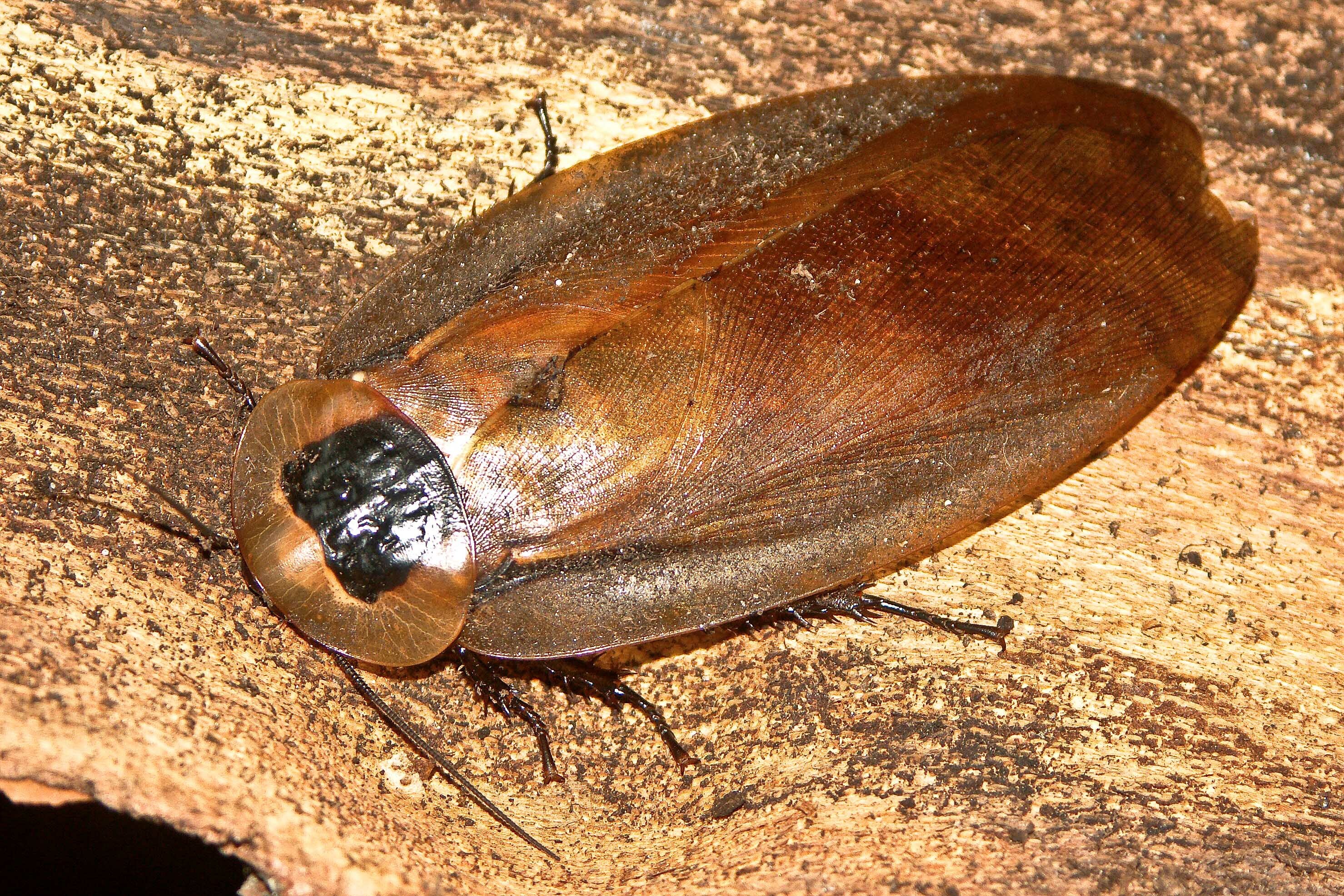 128 Roaches (Blattodea)