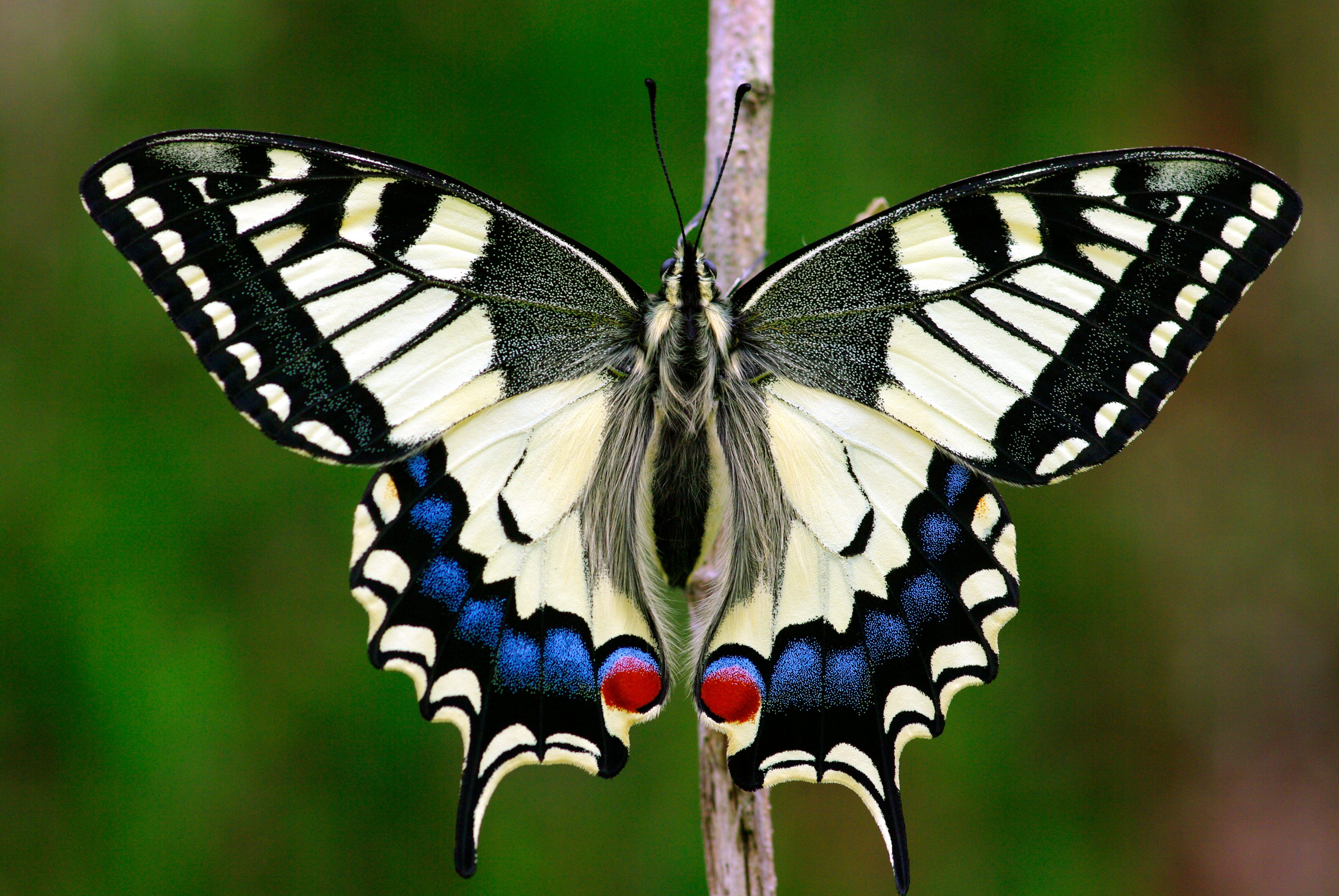 64 Butterflies and Moths (Lepidoptera)