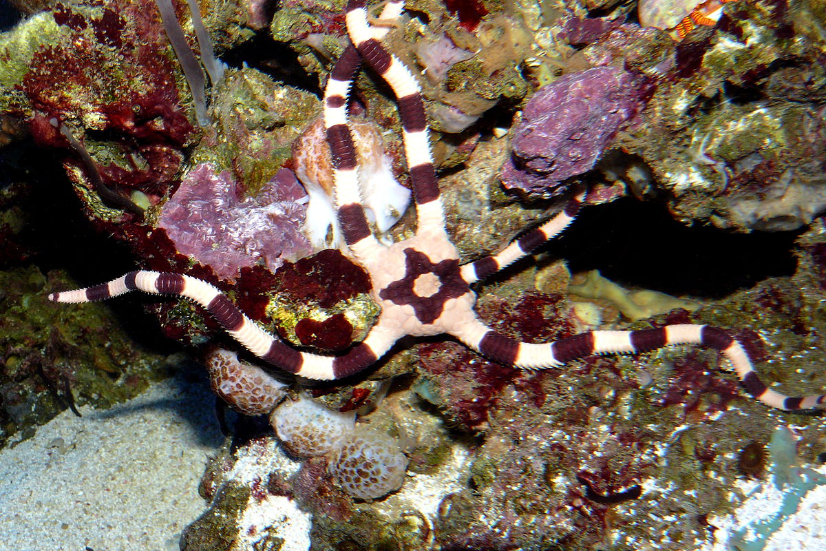 32 Serpents Stars / Brittle Stars / Basket Stars (Ophiuroidea)