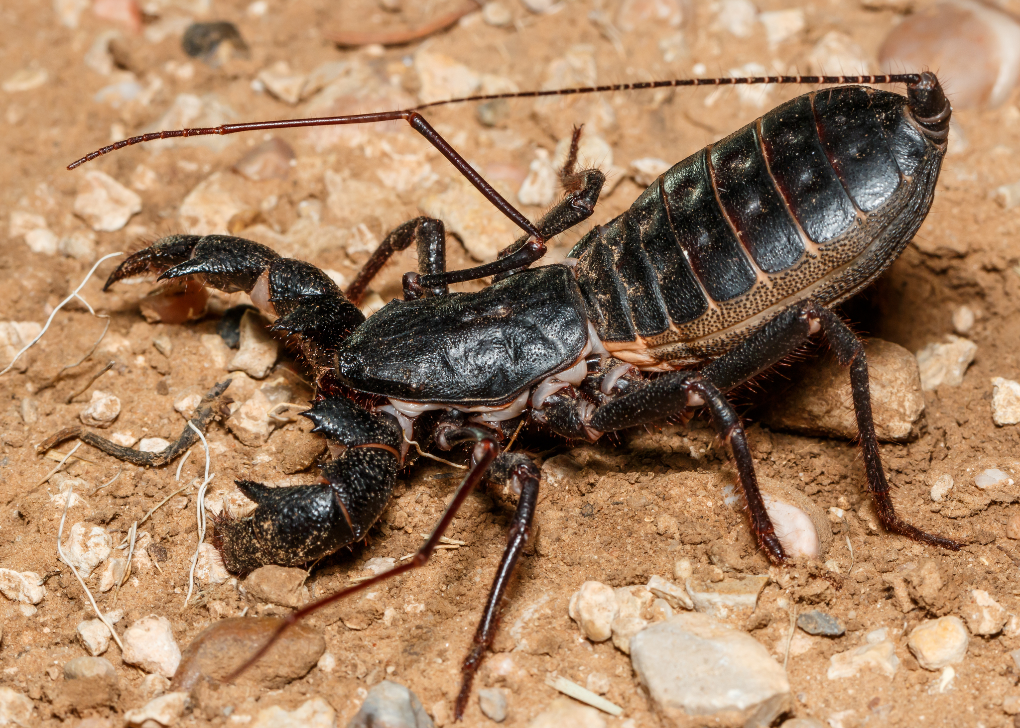 32 Whip Scorpions / Vinegaroons (Uropygi)
