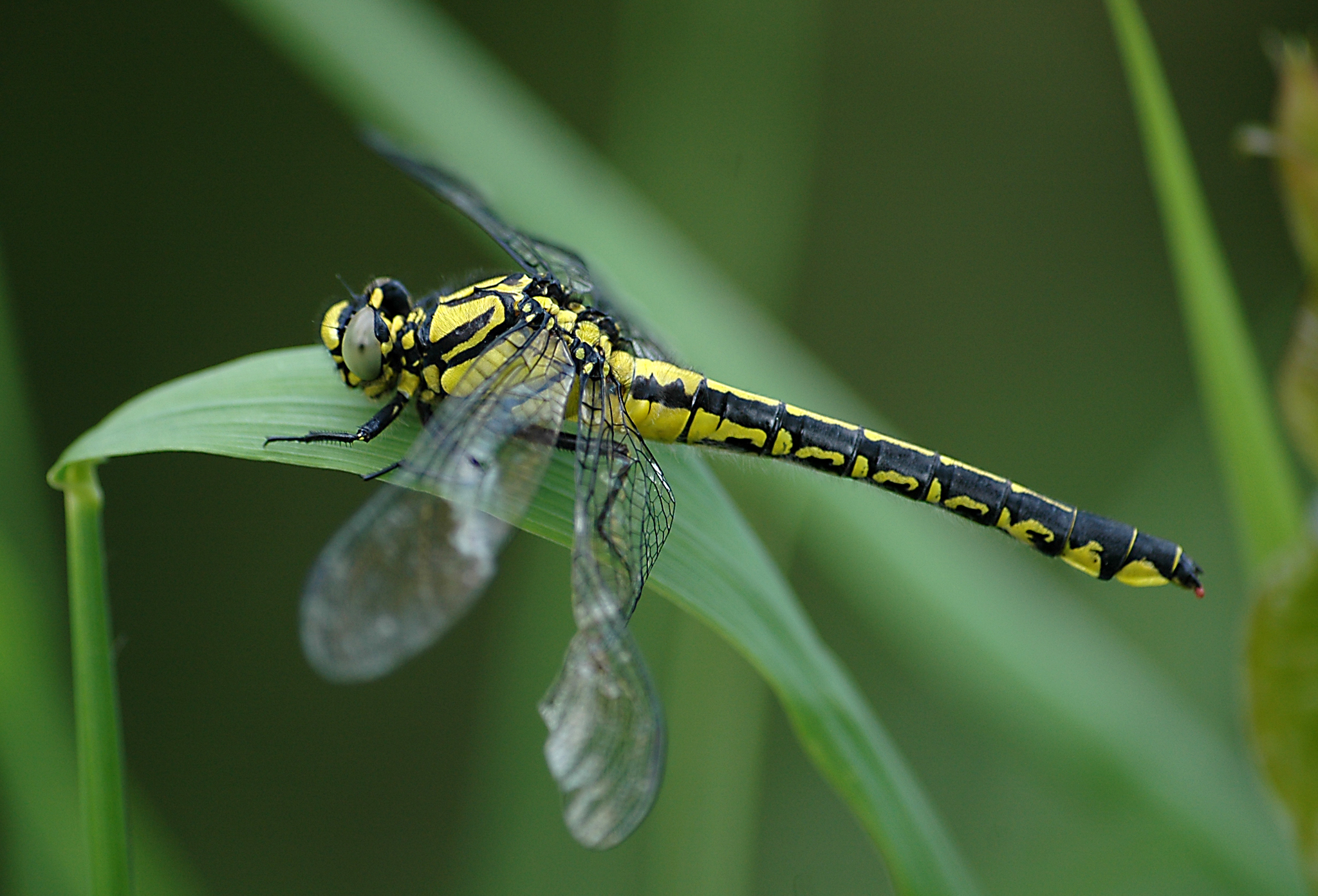 32 Dragonflies (Anisoptera)