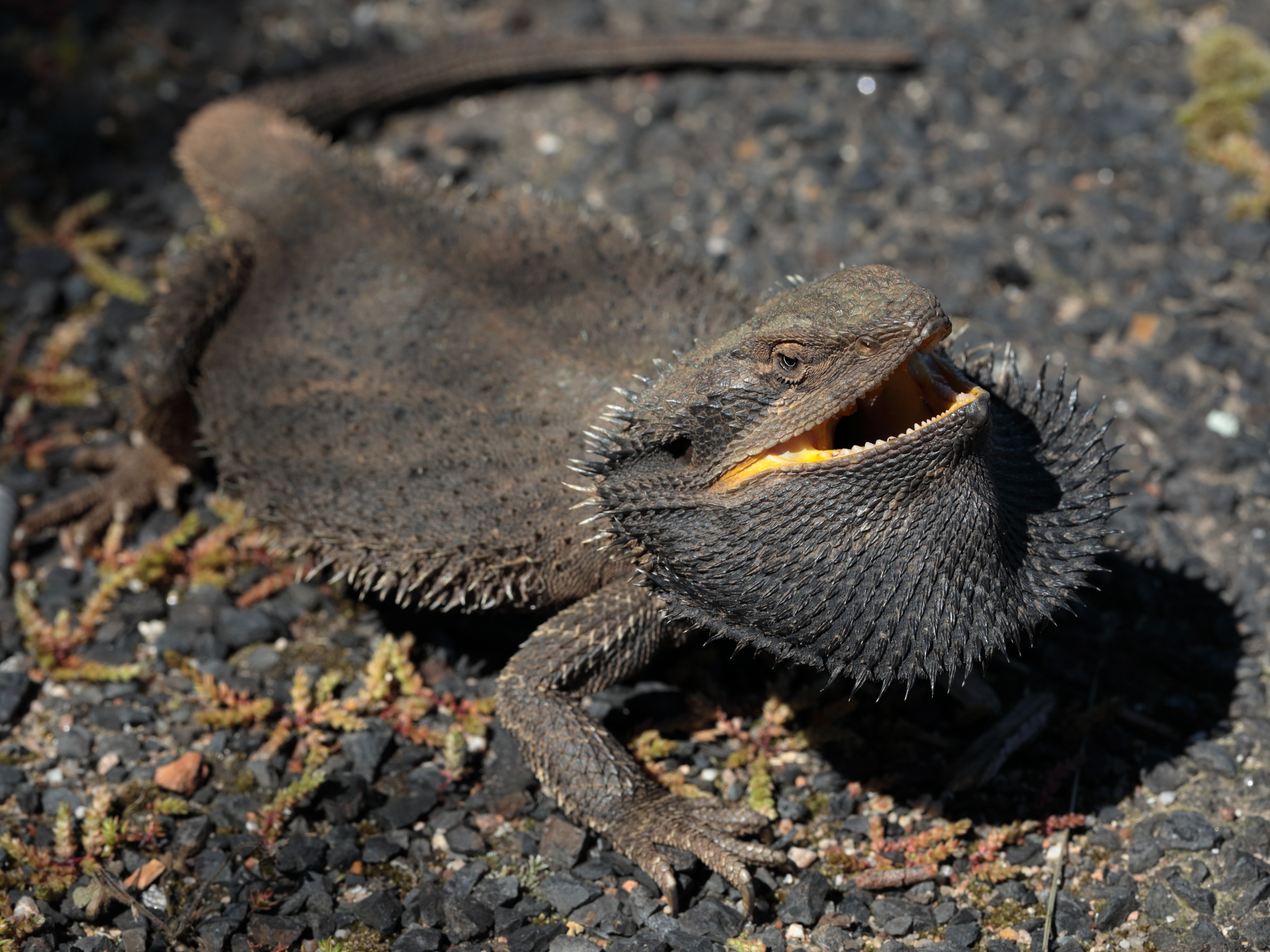 128 Lizards (Lacertilia)