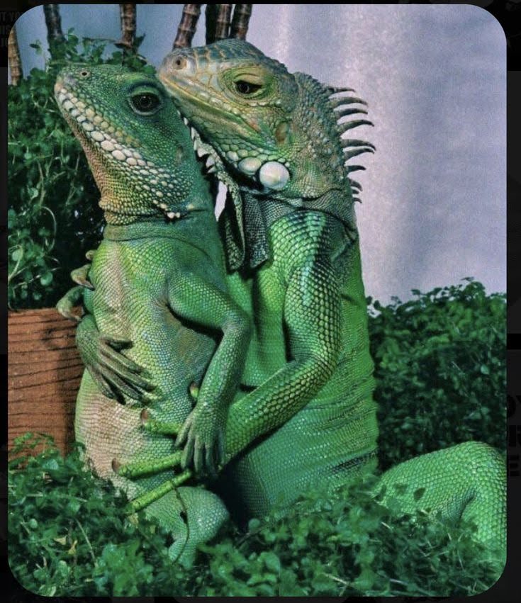 Melhor fotos de casal