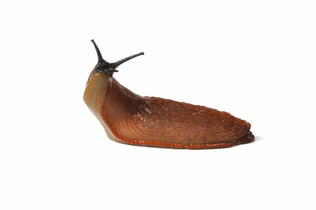 Slugs vs Owls