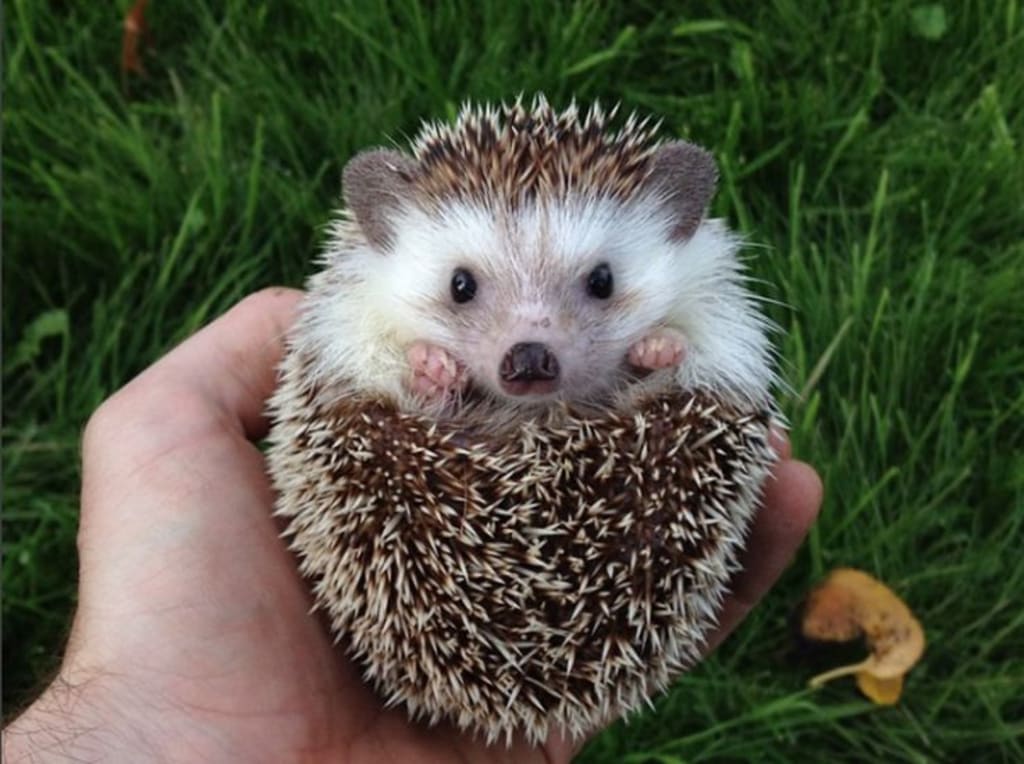 Cutest Animal