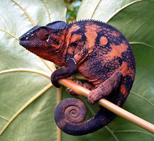 Lézards Cools