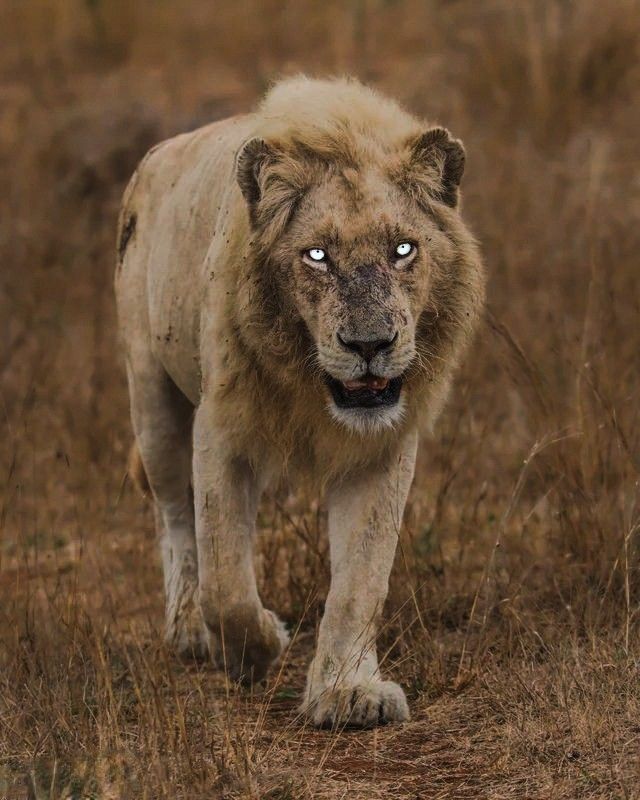 Animais Perigosos