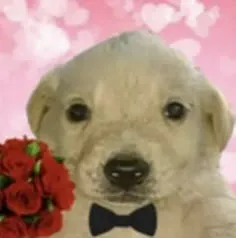 regalos 14 de febrero