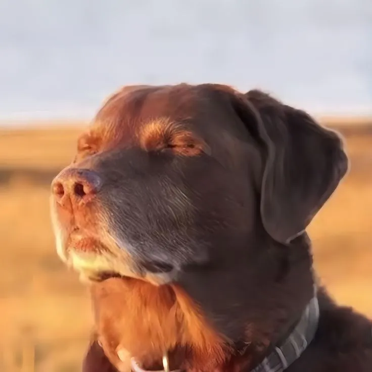 Best meme picture 