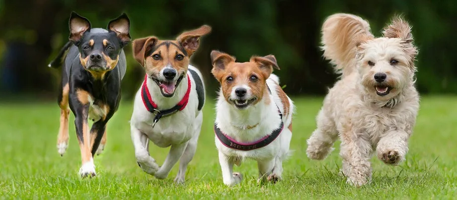 Top Films avec comme rôle principal un chien