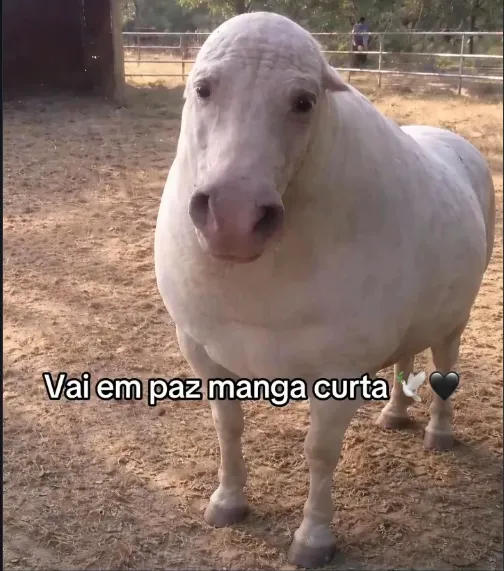 Musicas Minu