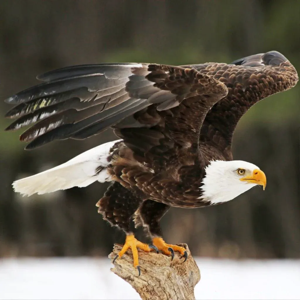 Bird of prey