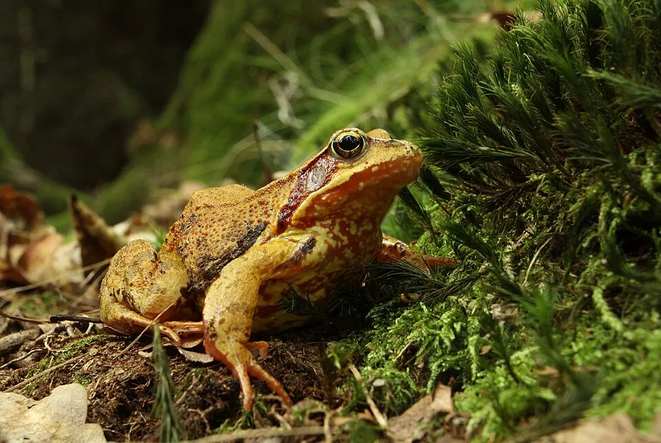 Amphibians (32)