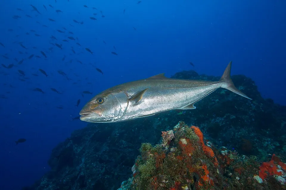 Fishes (252)
