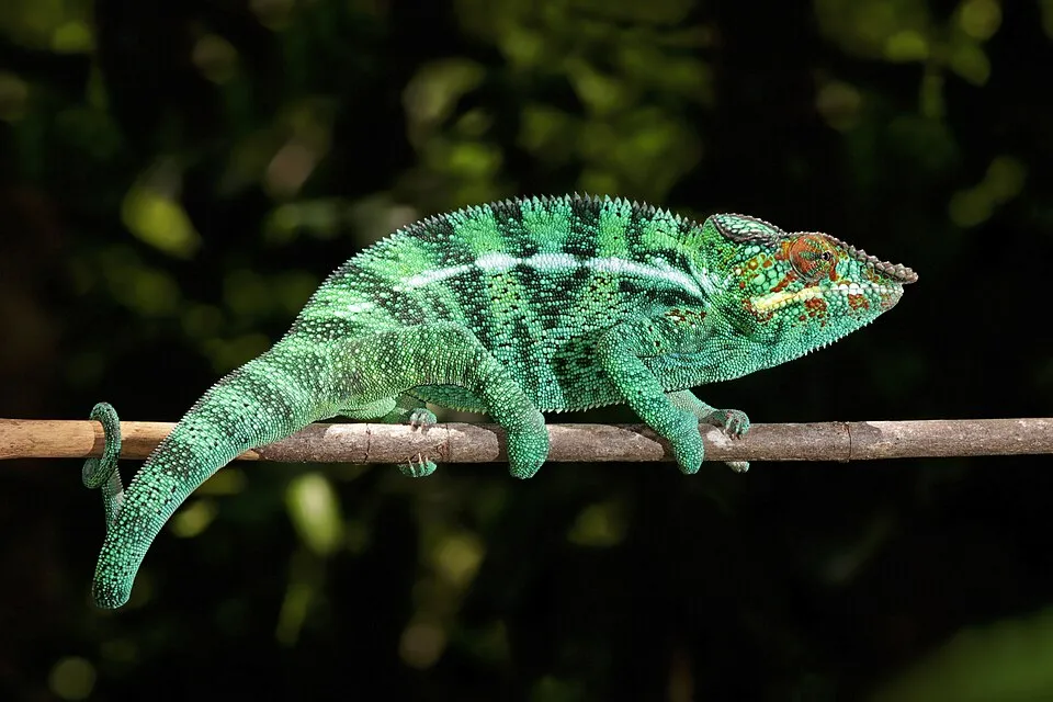 Reptiles (128)