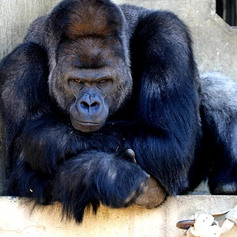 Most Iconic Animals (~300 Species)
