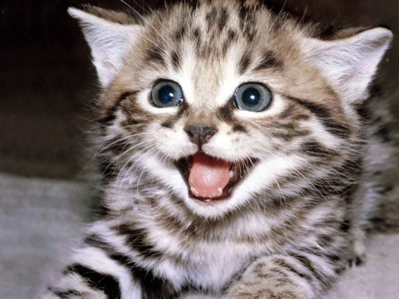 en tatli kedi