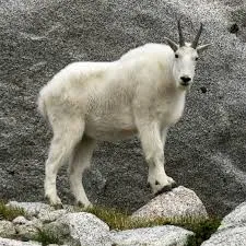 Who is the #1 GOAT
