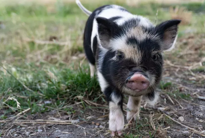 cute baby animals 