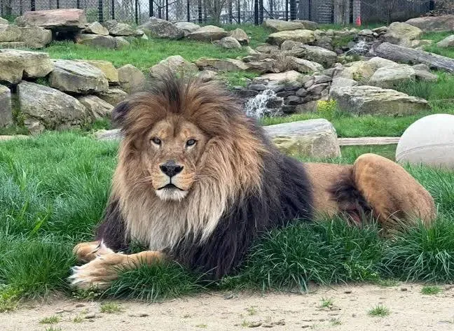 En Tehlikeli Kara Hayvanları