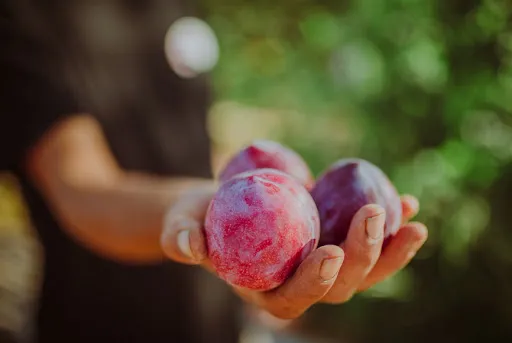 Plum Music