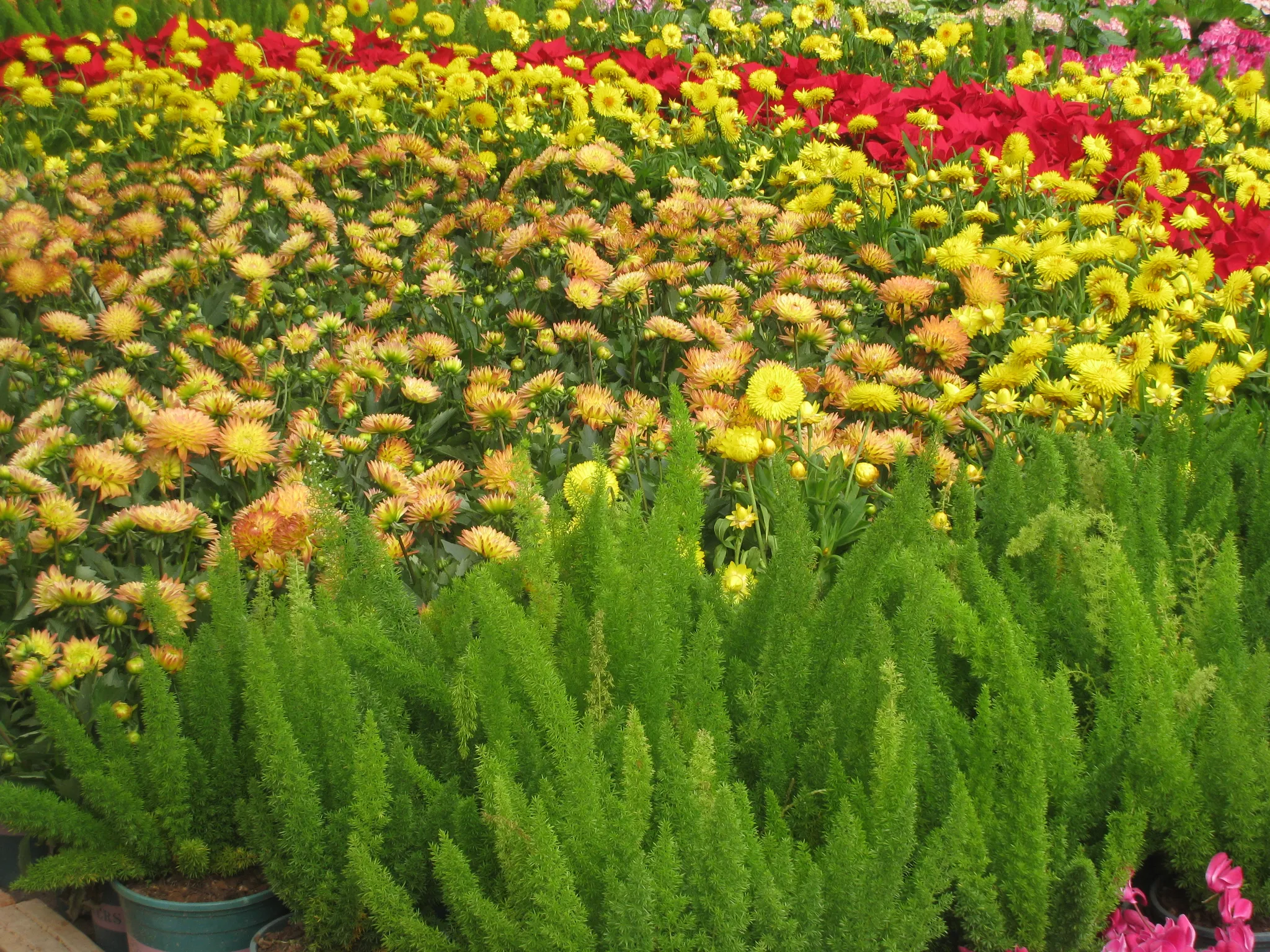 CLB Lên Thớt