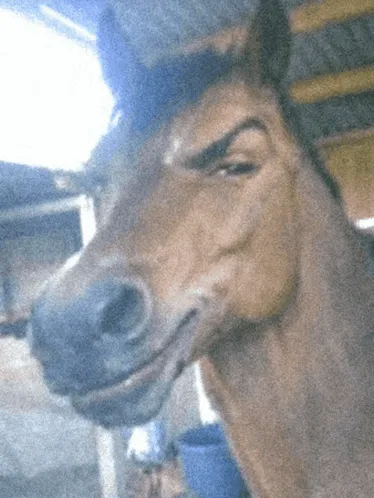 Best powerful horse