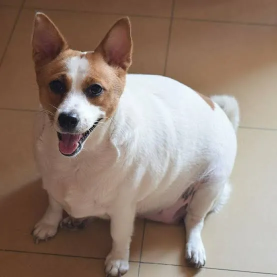 Chanbomaydi