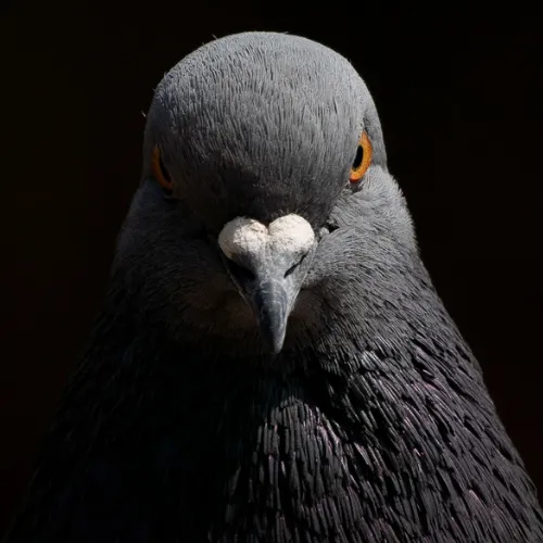 profile