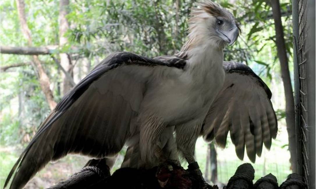Which animal is stronger? (Qual animal mais forte) - 1