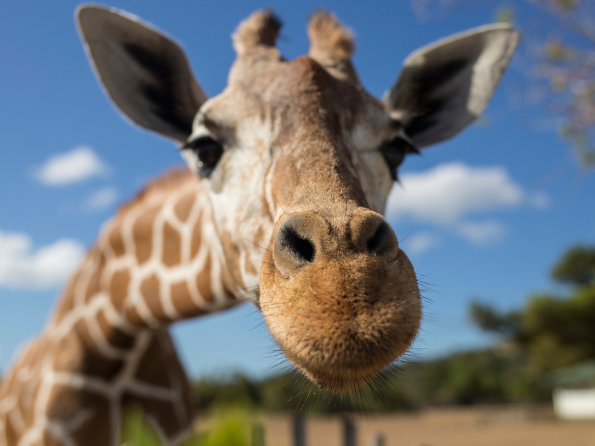 Which animal is stronger? (Qual animal mais forte) - 2