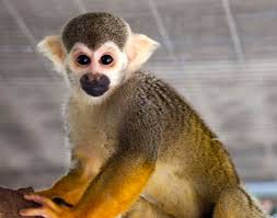 Which Animal Is The Best - 2