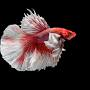 Pesce-patata - 1