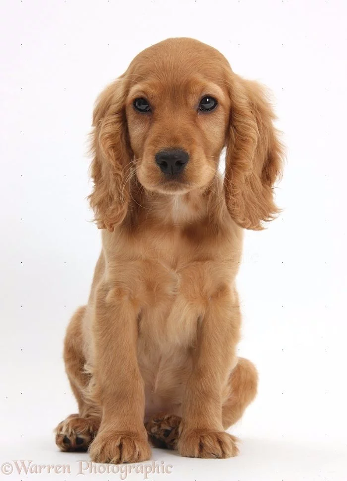 Puppy World Cup - 1