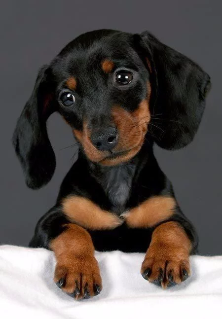 Puppy World Cup - 2