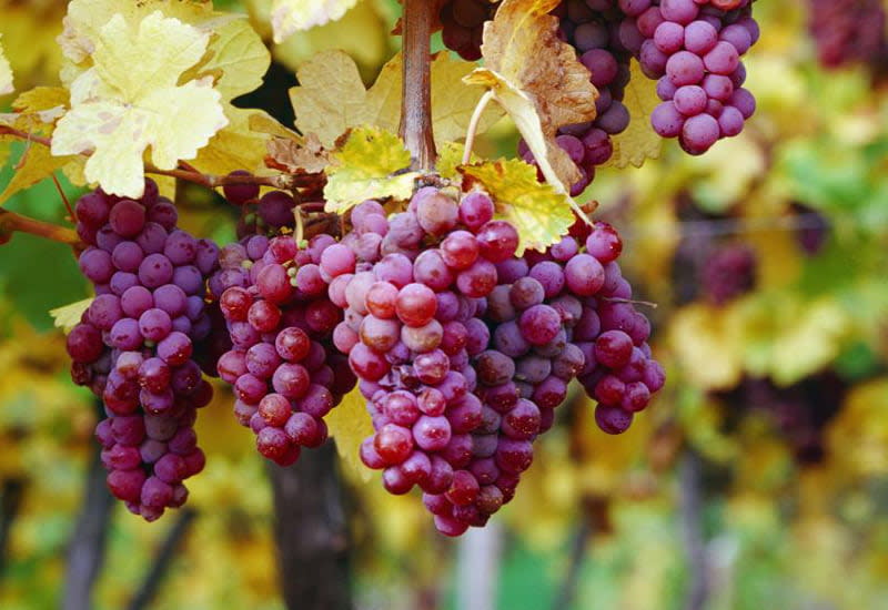 Best Wine Grape - 1
