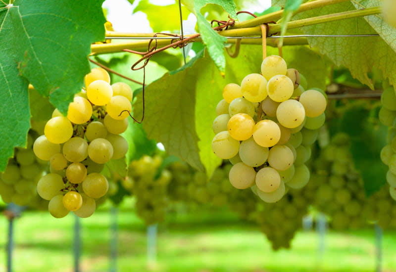 Best Wine Grape - 2