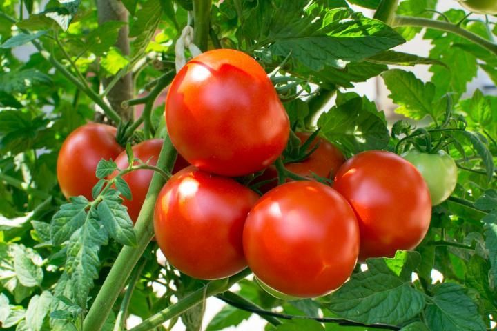 Best Vegetables  - 2