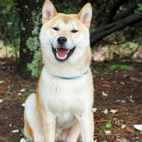 Dog Breeds - 1